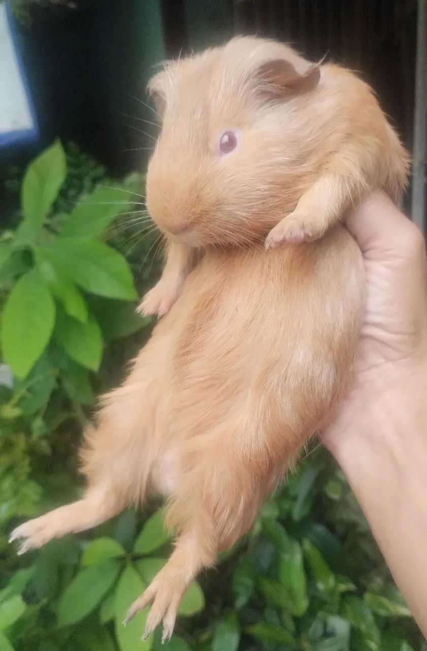 Porquinho da Índia 