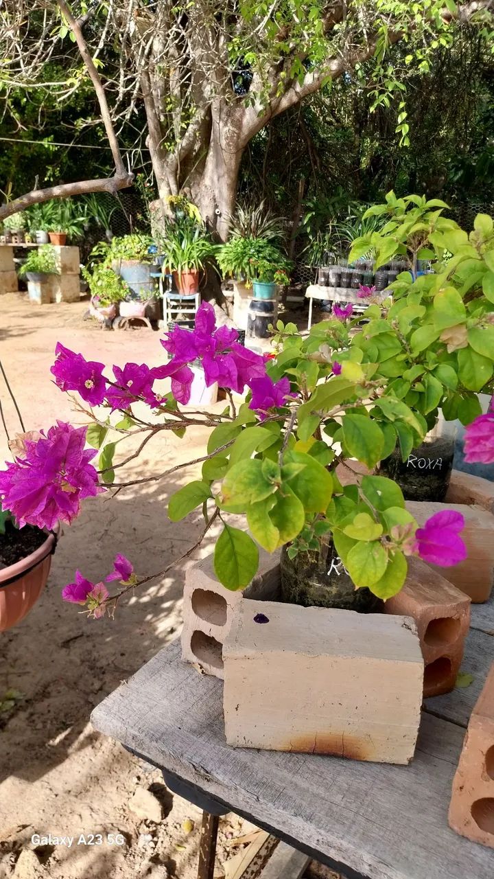 Vende-se plantas  - Foto 3