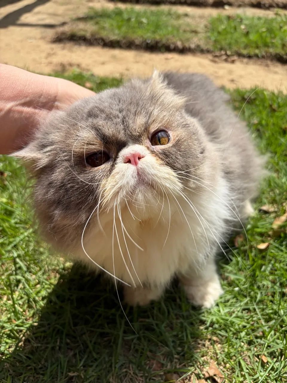 Gato persa - Foto 2