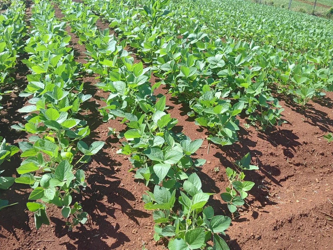 Vendo Fazenda 