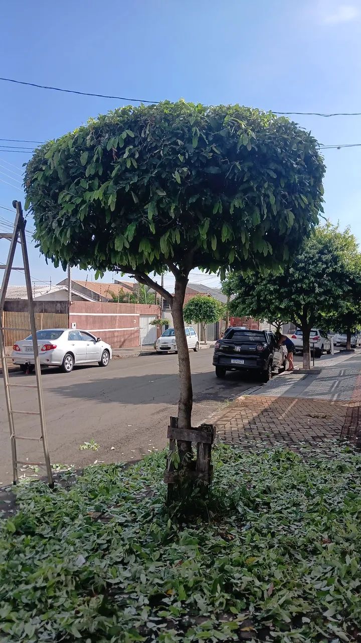Podas de pequenas Arvores - Foto 3