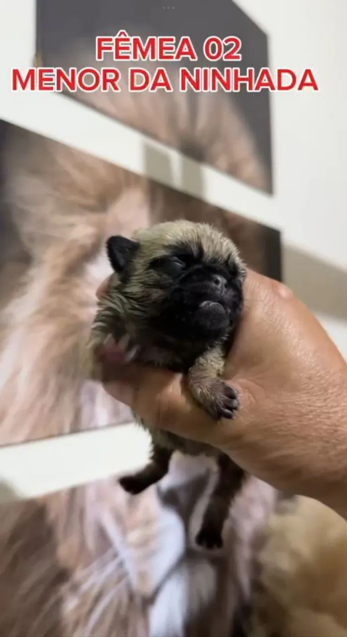 Pug