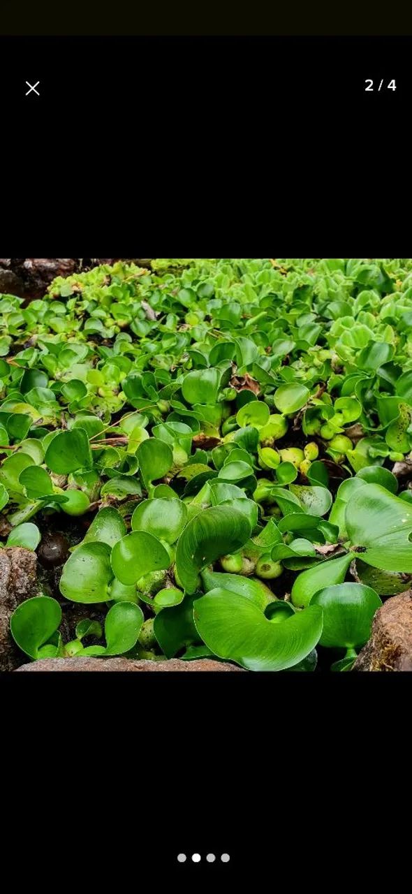 Aguapé para lagos e aquários  - Foto 3