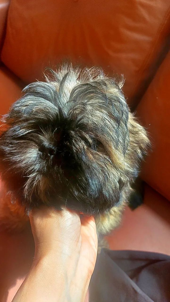 Filhote Shihtzu - Foto 4