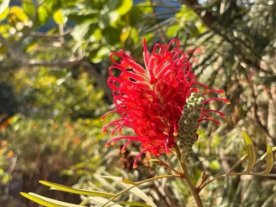 CHÁCARA DAS FRUTAS - Foto 2