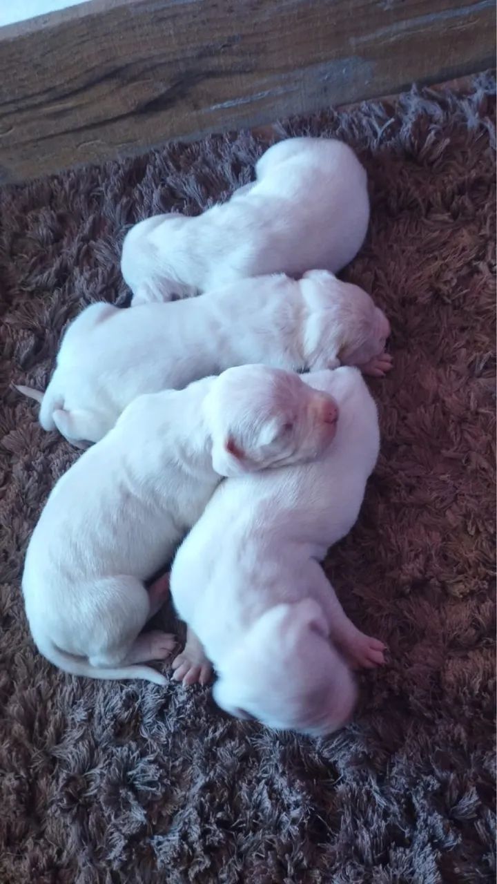 Cachorro  - Foto 3