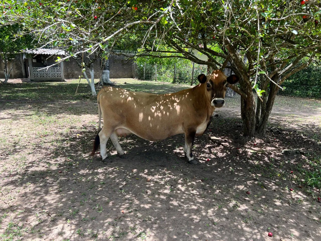 Mini vacas Jersey