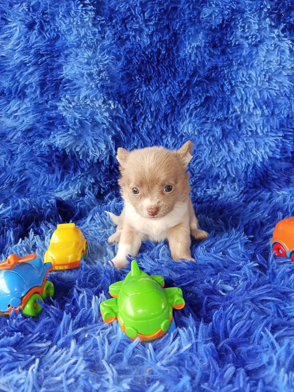 Chihuahua  - Foto 5