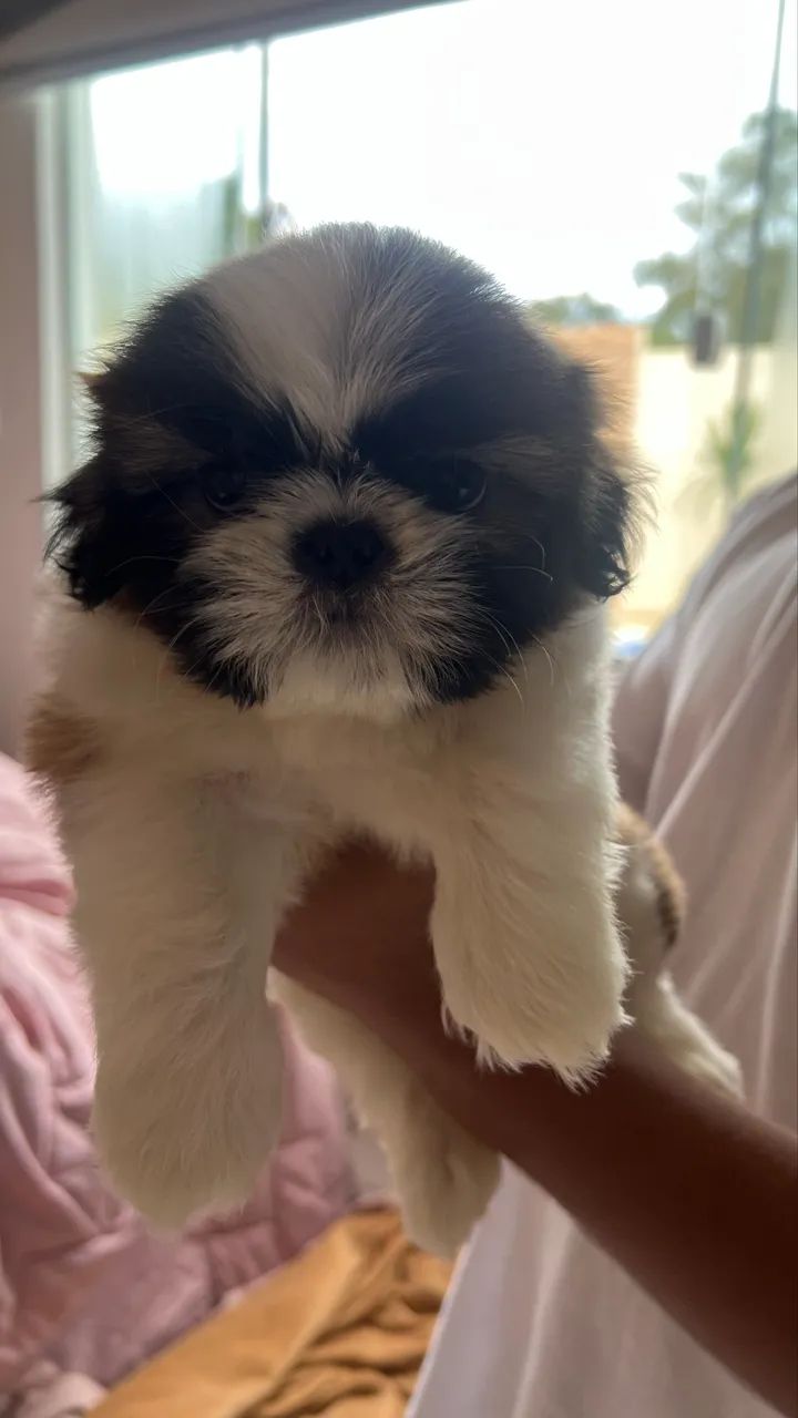 Pet - Foto 2