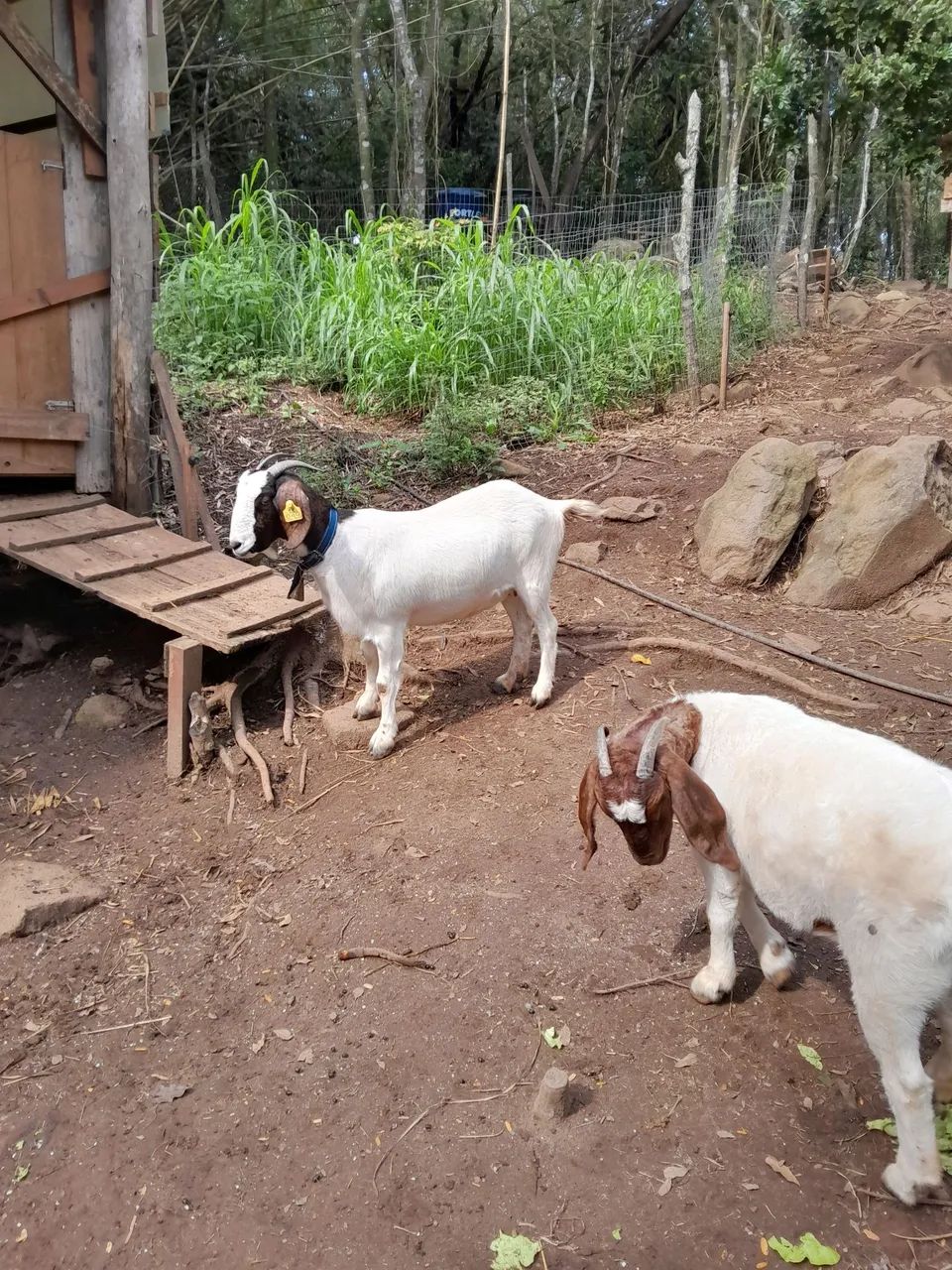 Cabra boer pura  - Foto 3