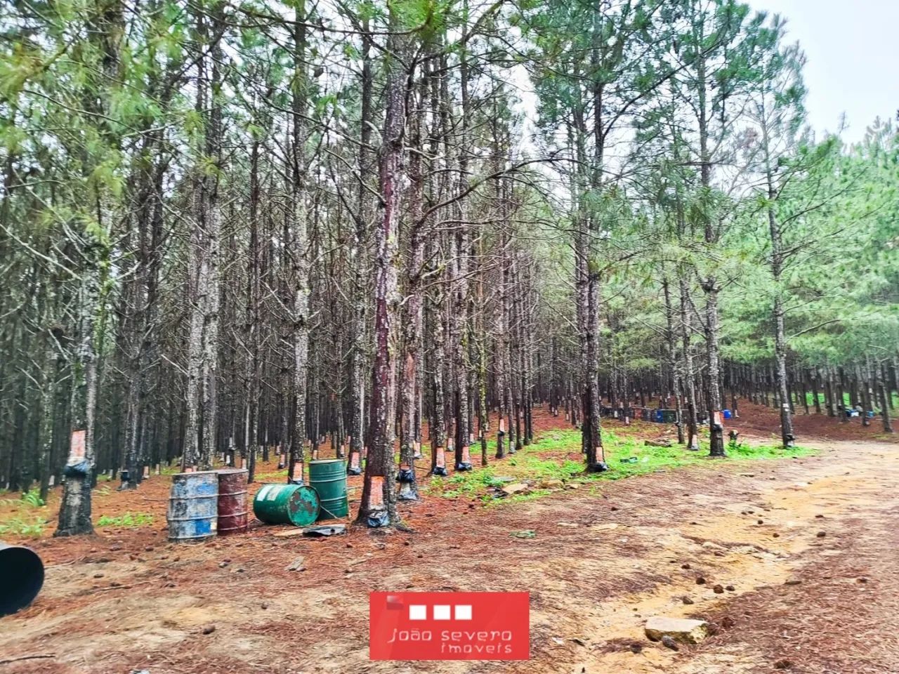 Fazenda para Venda em Itapetininga - Foto 4