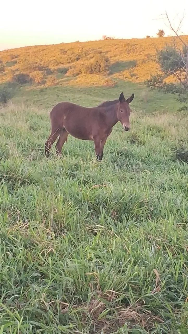 Mula a venda  - Foto 5