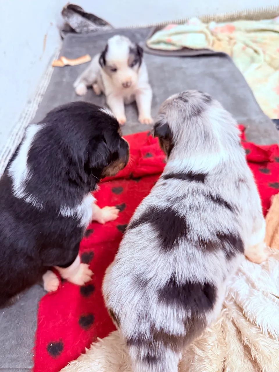 Border Collie - Foto 4