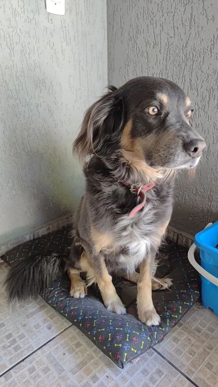 Cachorro Doação 