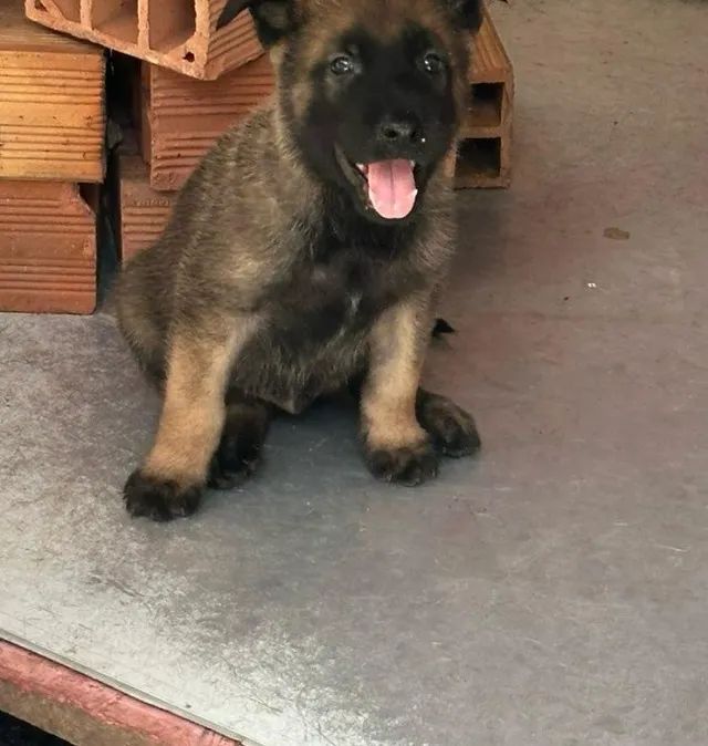 PASTOR BELGA MALINOIS (FILHOTES MACHO) SOMENTE 2 DISPONÍVEIS - Foto 6