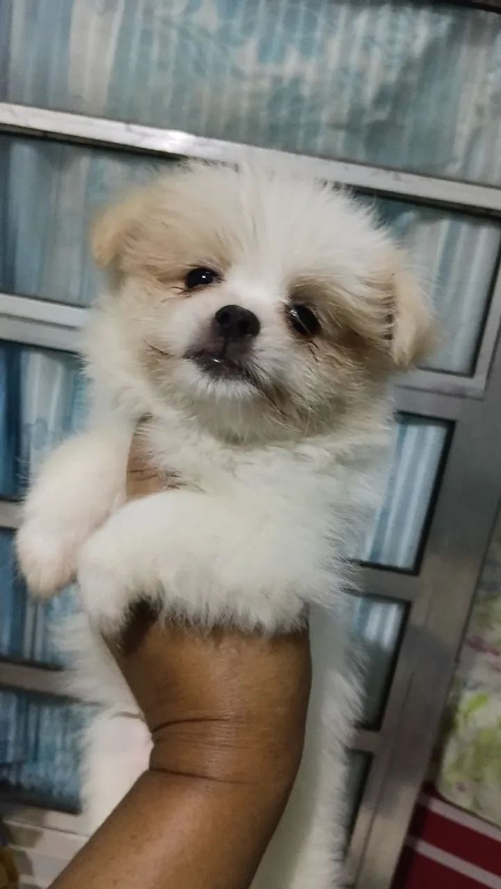 Lulu X shihtzu 