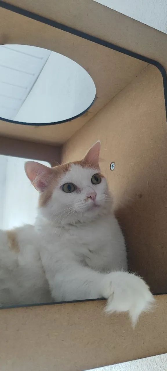 Gata Laranja, castrada 