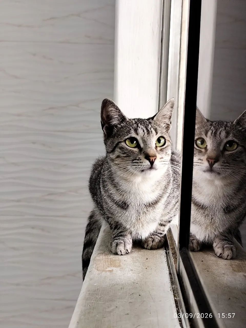 Adoção gato
