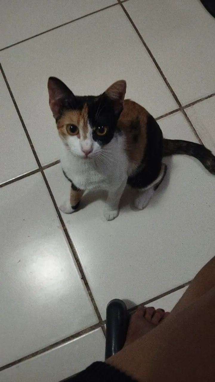 Gata Desaparecida/RECOMPENSA  - Foto 2