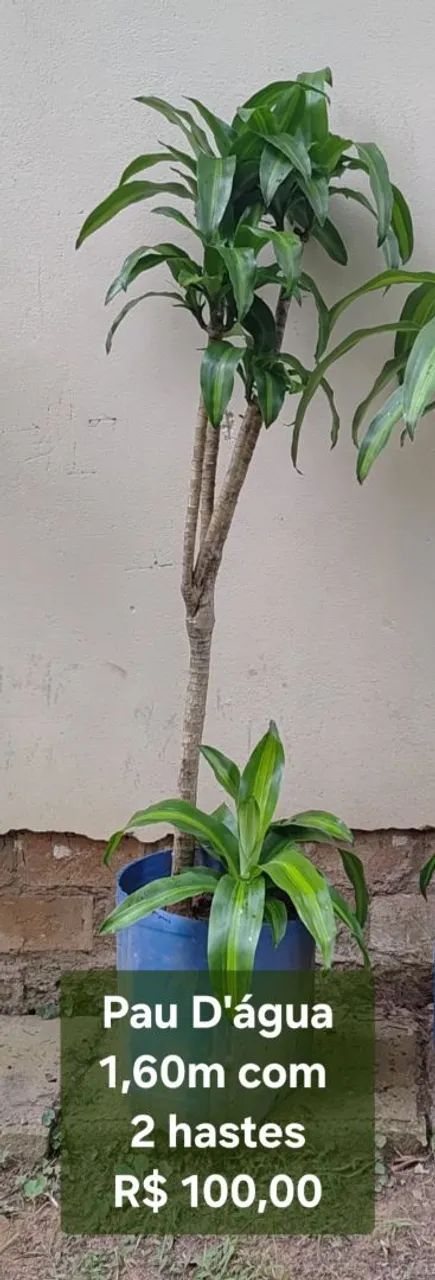 Planta Pau D'água 1,60m com 2 hastes