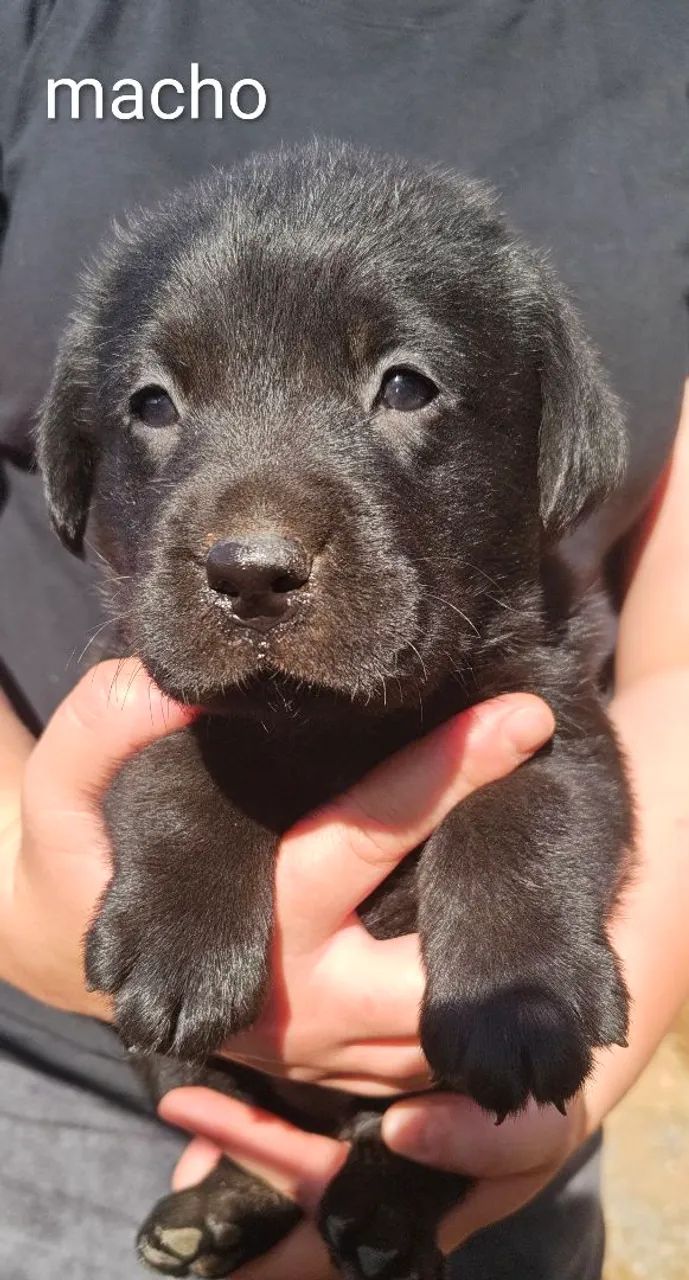 Filhote labrador  - Foto 5
