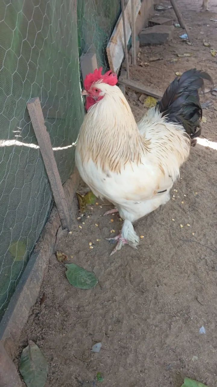 Frangos Brhama