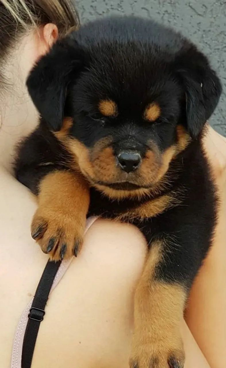 Rottweiler alemão big  - Foto 4