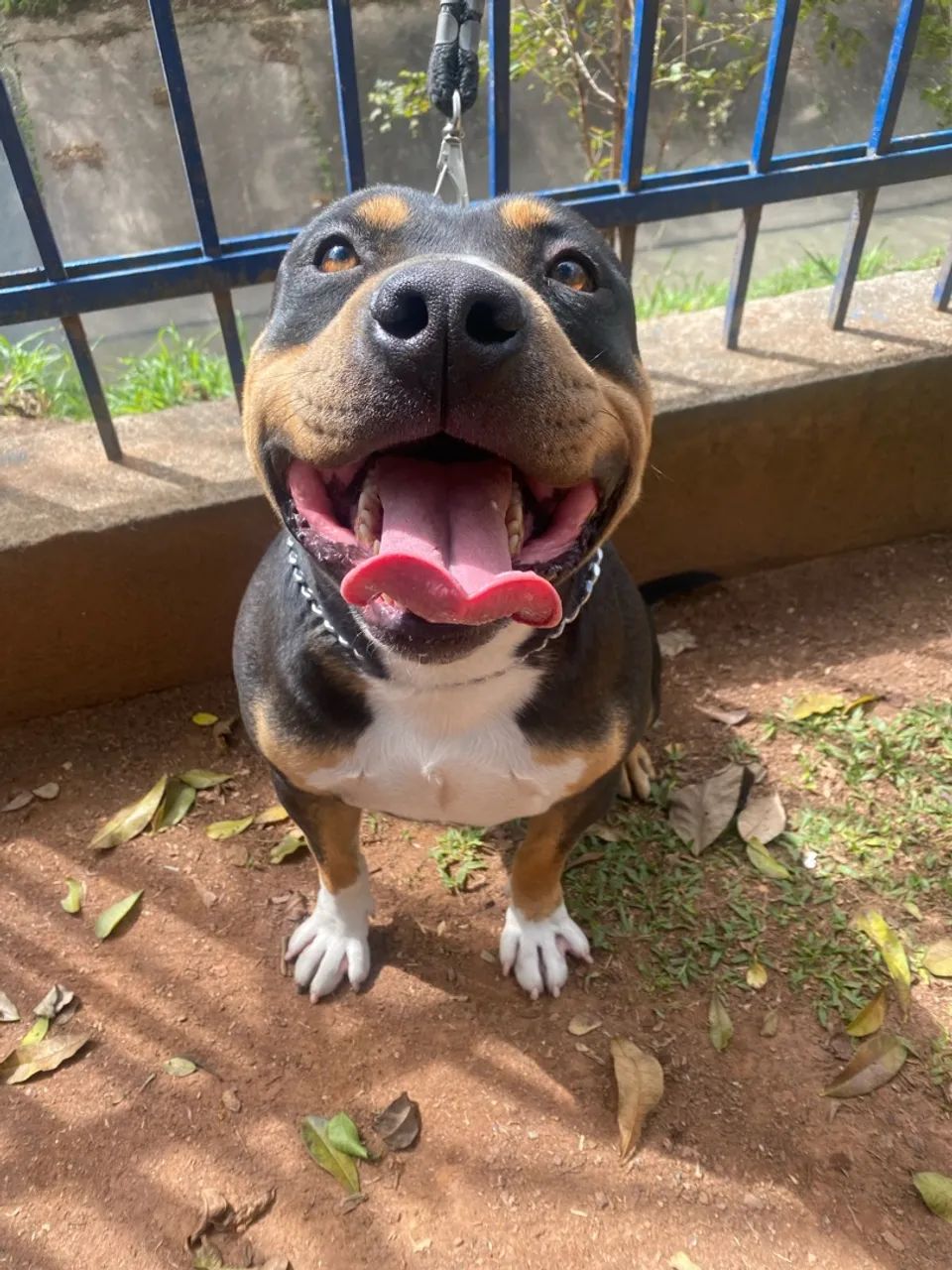 Dog/cachorro