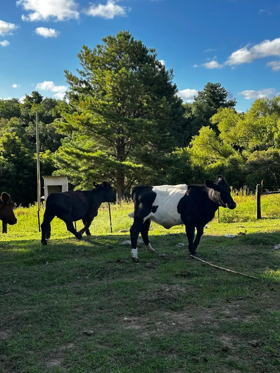 Mini vacas  - Foto 4
