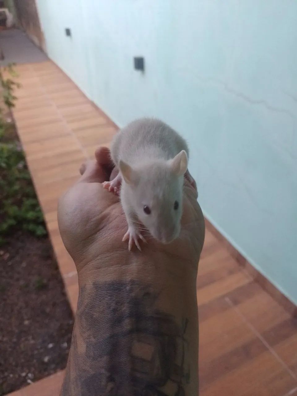 Twister filhotes  - Foto 5