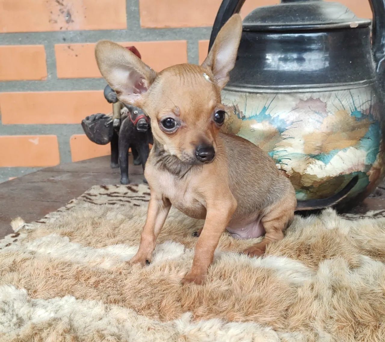 Animais  - Foto 2