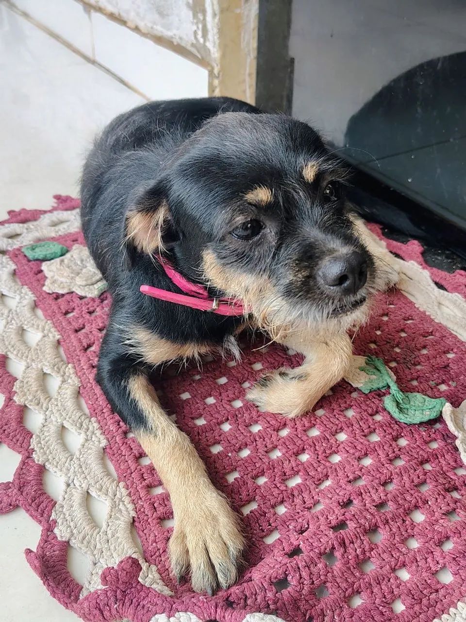 Doação de cachorro