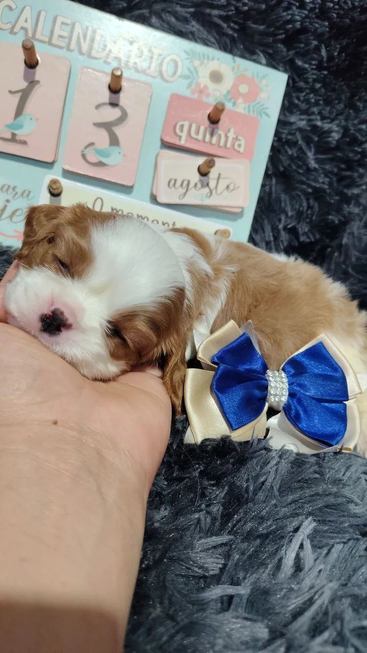 Amáveis doceis KING CHARLES  - Foto 2
