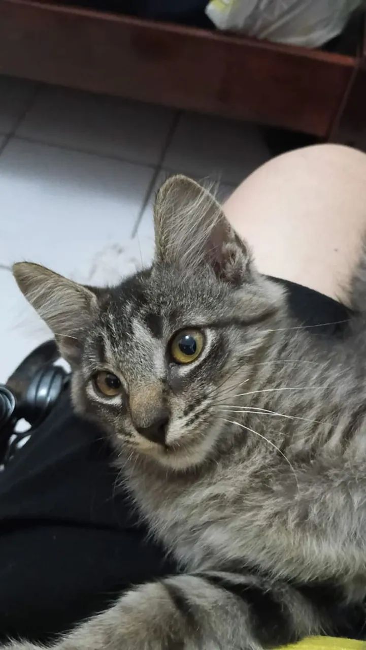 Gatinho - Foto 3