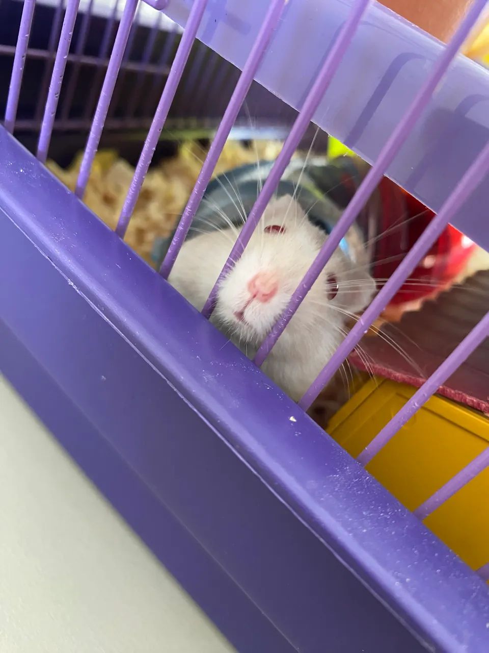  Filhotes de Hamster-Anão 6 Disponíveis 