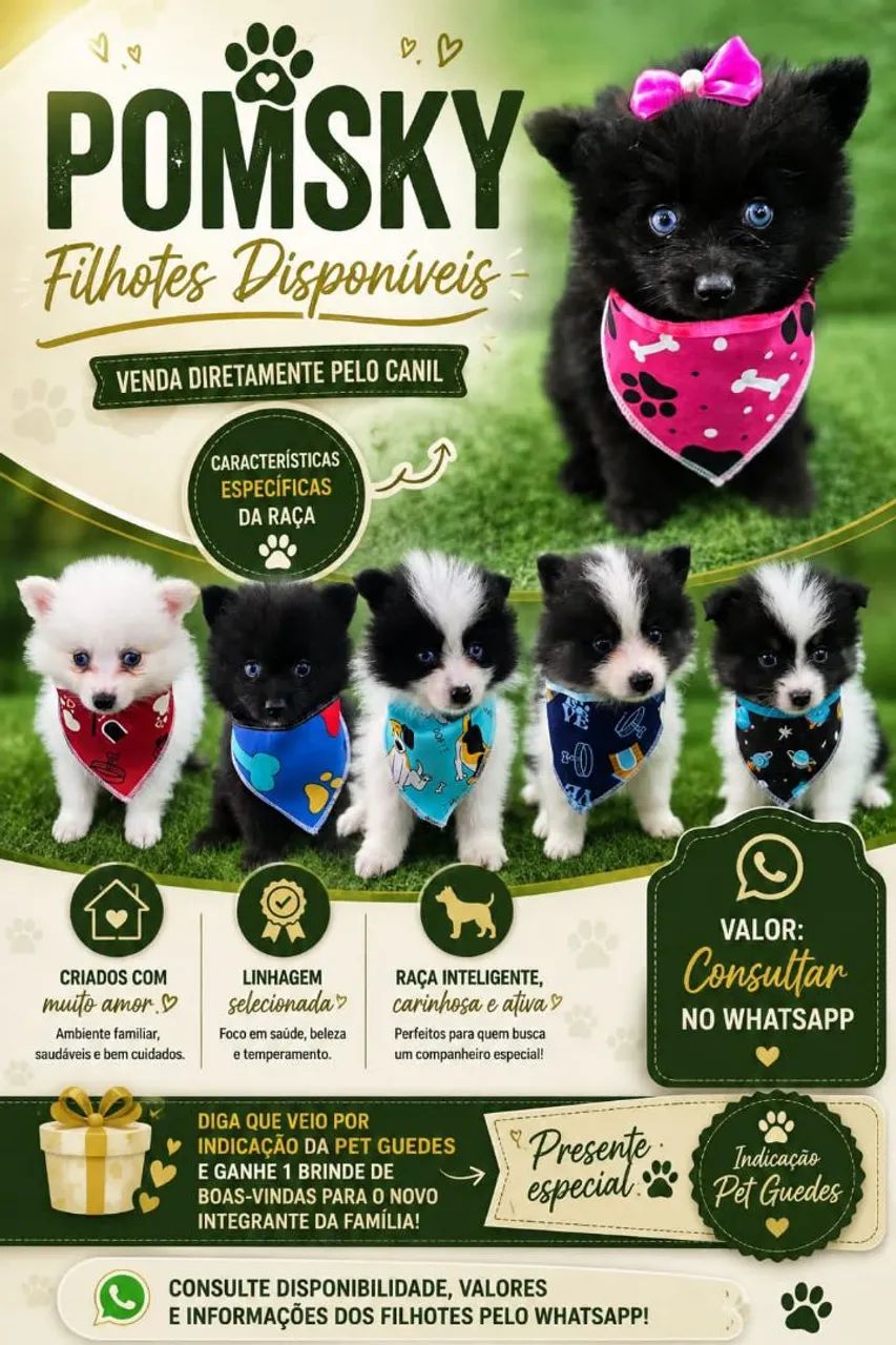 Filhotes de Pomsky - Foto 2