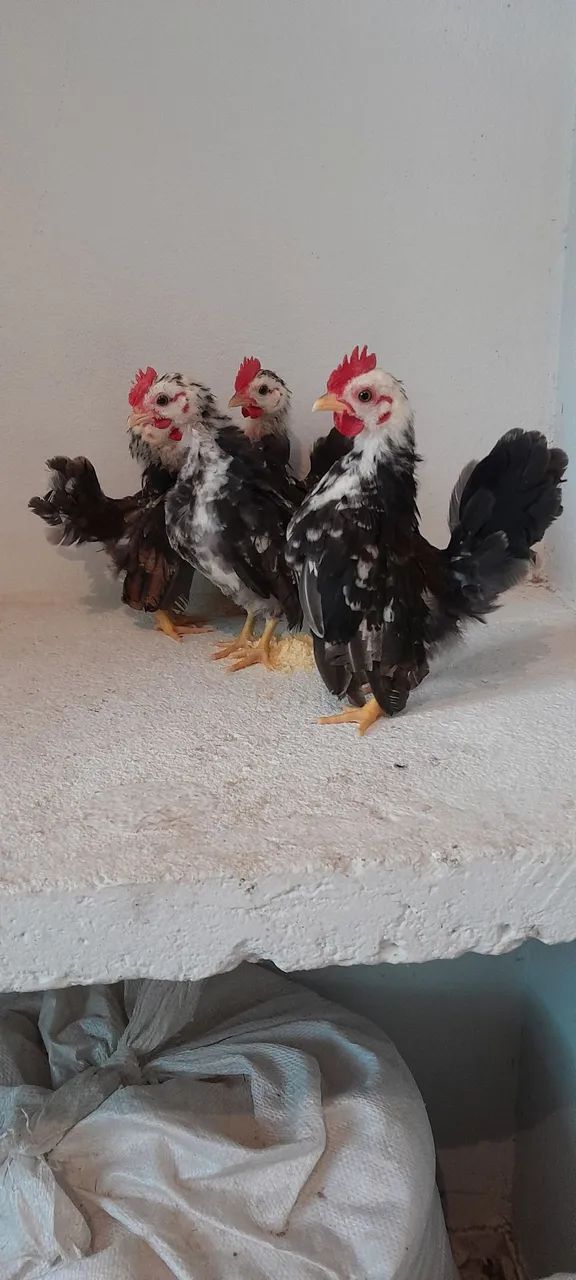 Galinhas serama  - Foto 4