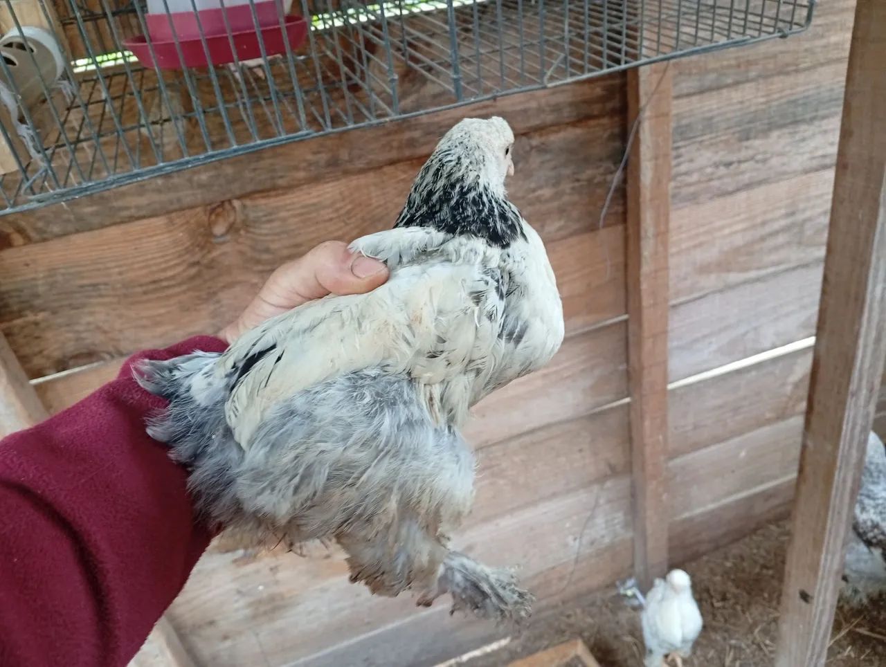 Frangas brahma - Foto 2
