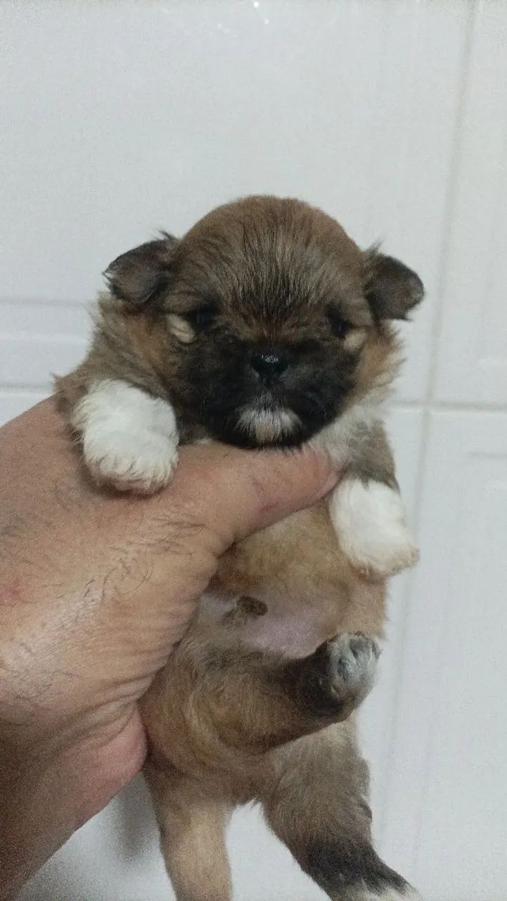 LINDOS FILHOTES DISPONÍVEIS  - Foto 4