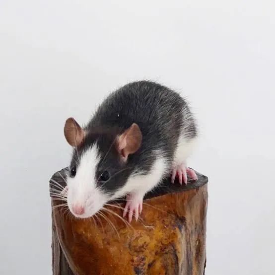 Procuro rato Twister nesse padrão  - Foto 3