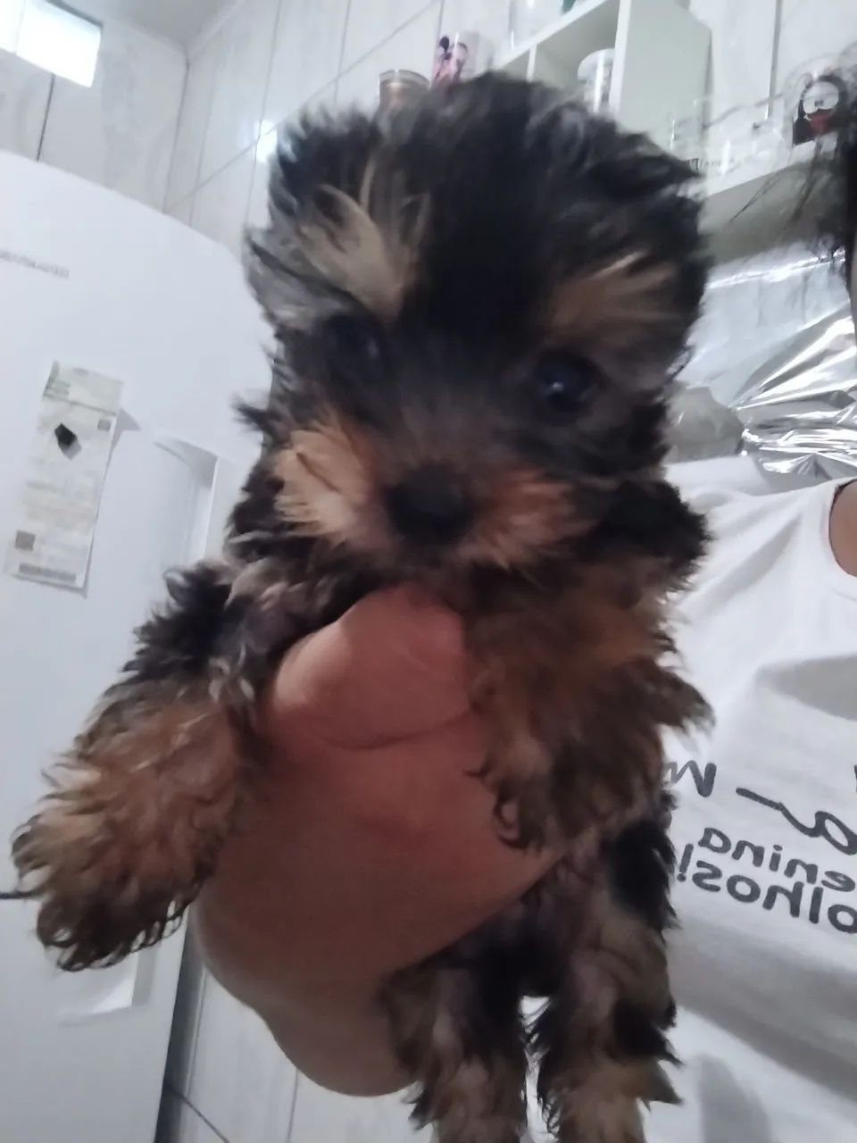 Vendo yorkshire terrier *68 - Foto 2