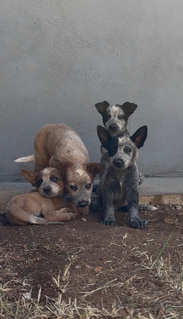 Filhote de Boiadeiro Australiano