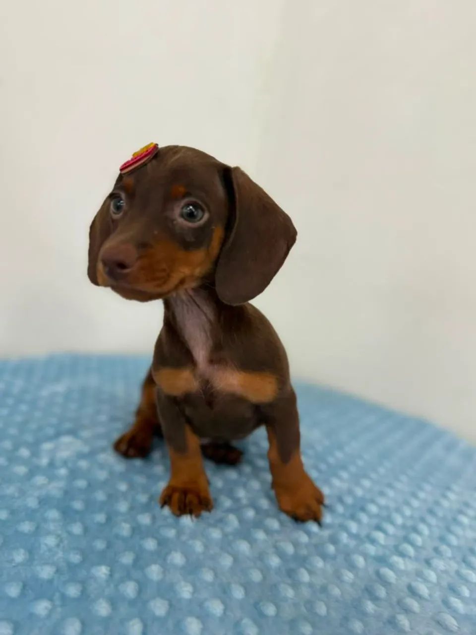 Dachshunds filhotes - Foto 3