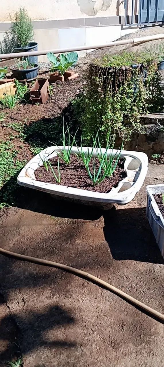 Vendo mudas de cebolinha  - Foto 4