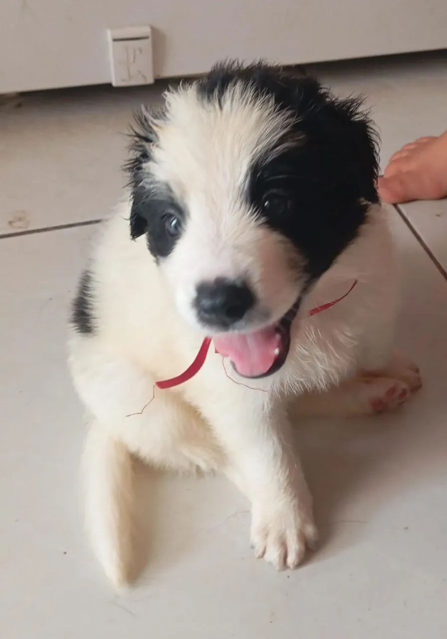 Border collie aceito propostas 