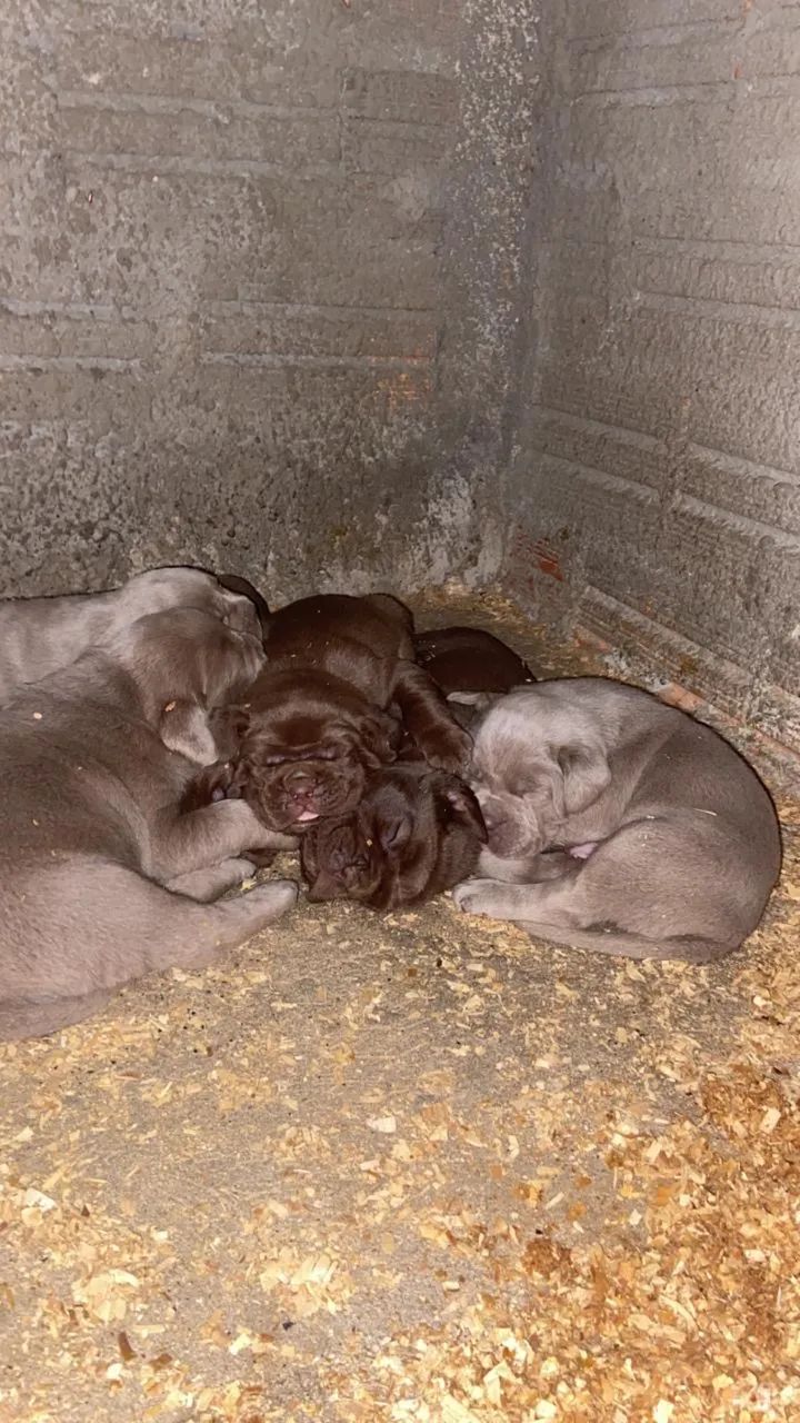 Cane Corso - Foto 5