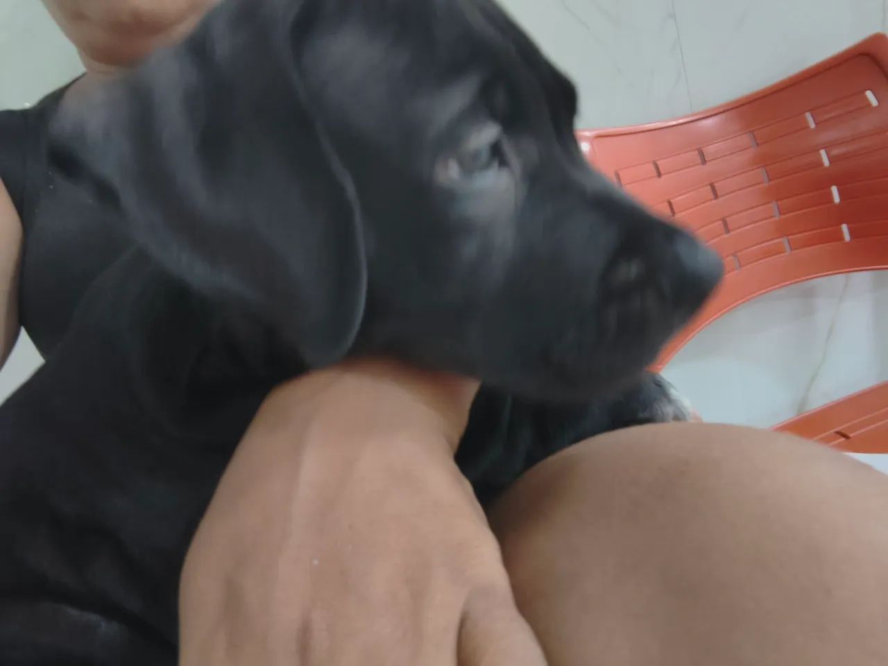 Pitbull  - Foto 5