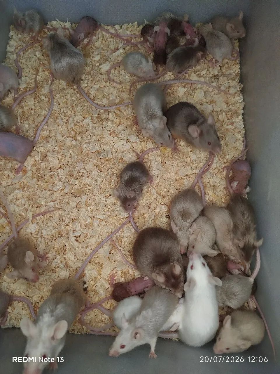 Dongos  - Foto 4