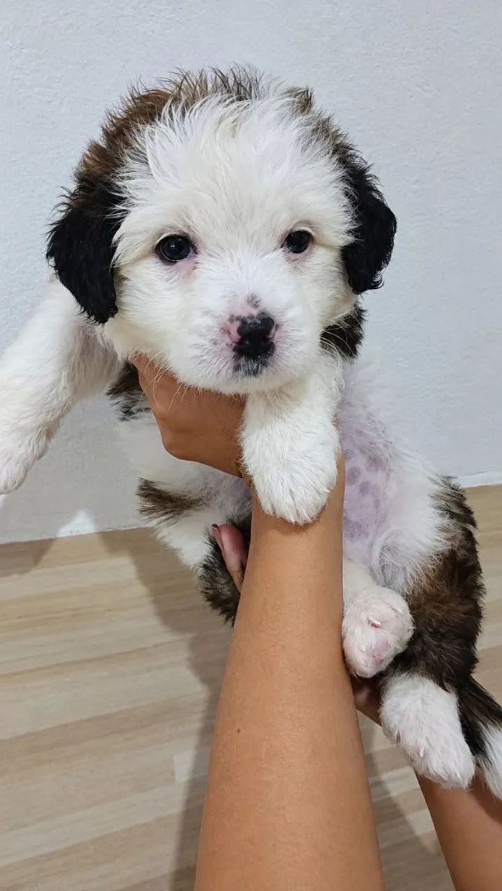 Cachorro