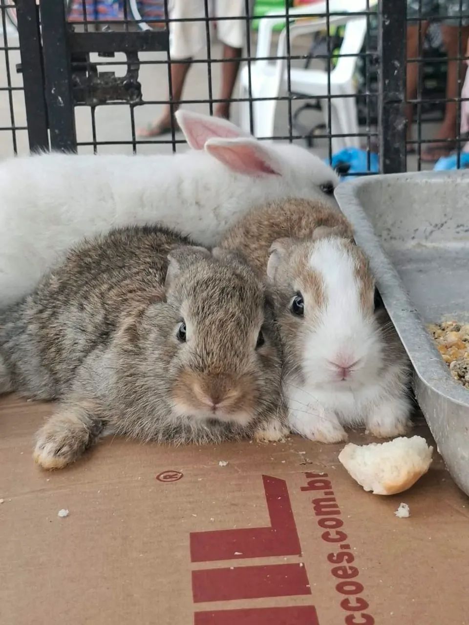 Coelhos - Foto 3